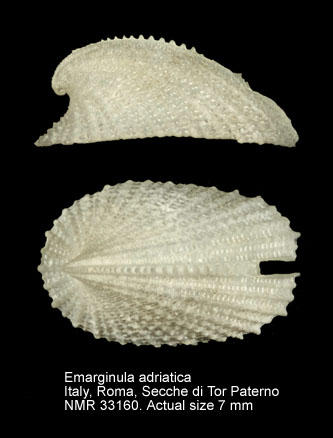 Emarginula adriatica.jpg - Emarginula adriaticaO.G.Costa,1829